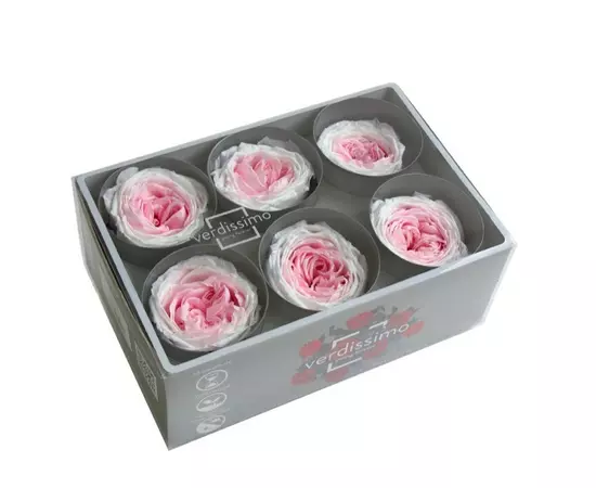 Бутоны розы садовой "White/Soft Pink" (Standard)