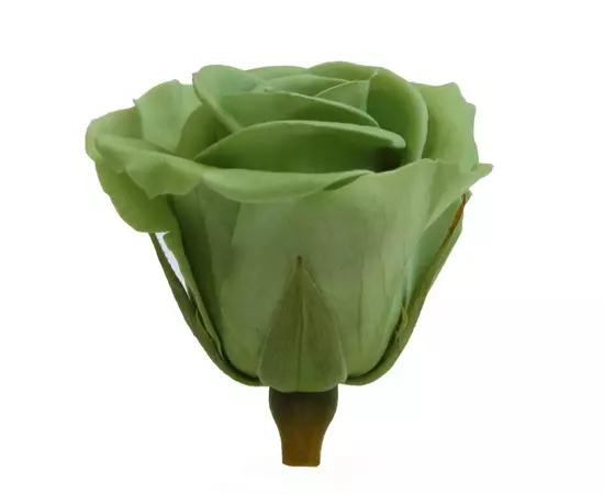 Бутоны розы "Green Tea" (Medium)