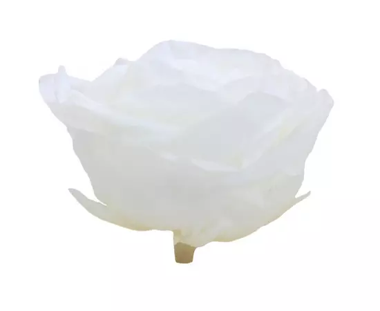 Бутоны розы "White" (Premium)