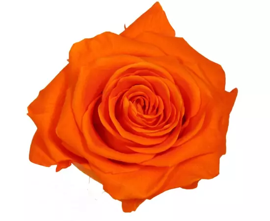 Бутоны розы "Orange" (Premium)