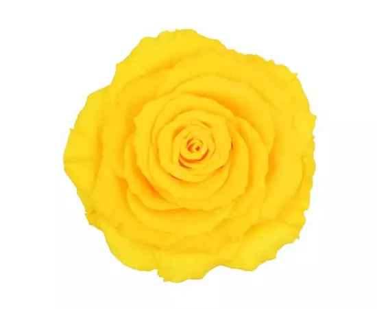 Бутон розы "Warm Yellow" (King)