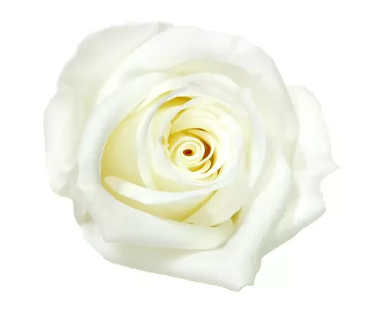 Бутоны розы "White" (Mini)