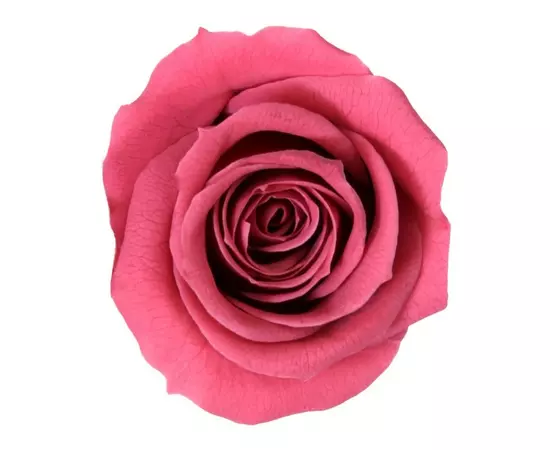 Бутоны розы "Cranberry" (Mini)