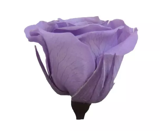 Бутоны розы "Lilac" (Princess)