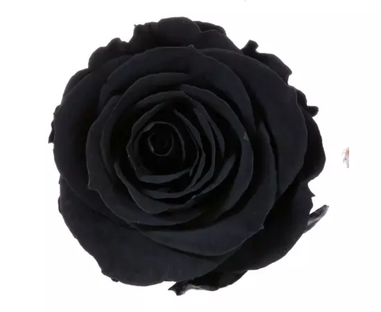 Бутоны розы "Black" (Extra)