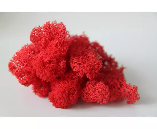 Стабилизированный мох "Lichen" (Red) 0.5кг