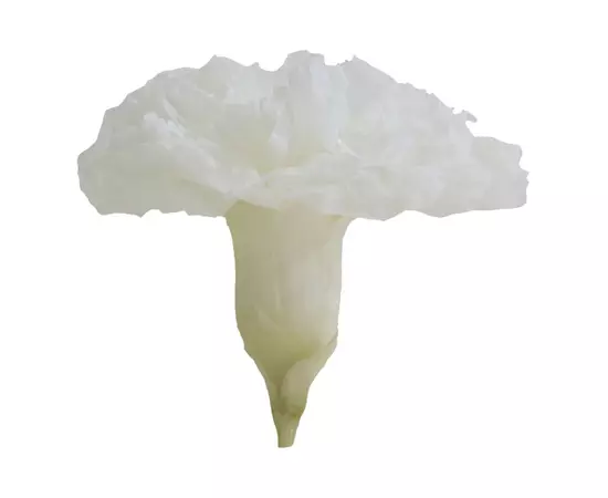 Бутоны гвоздики "White" (Carnation)
