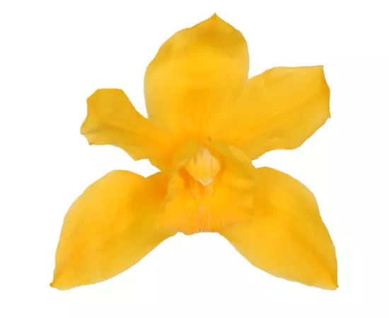 Бутоны орхидеи "Amarillo Calido" Sumbidium