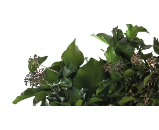 Стабилизированные ветви древесного плюща "Ivy - Hedera Arborea" с фруктами