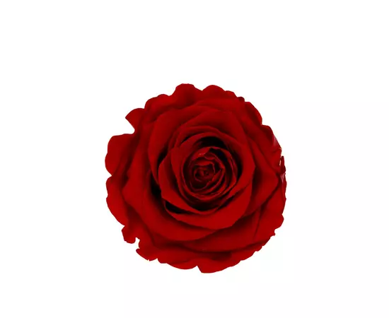 Бутоны розы "Red", 6 шт