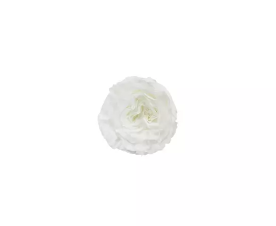 Бутоны розы садовой "White"