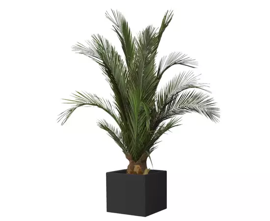 Финиковая пальма кустовая 100 см.