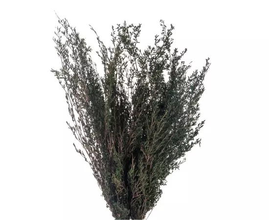 Стабилизированные ветви Lepto Myrtifolia