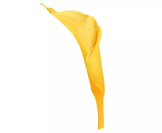 Калла стабилизированная "Warm Yellow" (Mini)