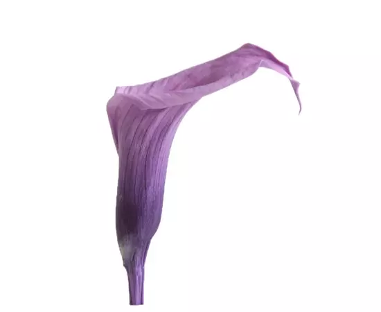 Калла стабилизированная "Lilac" (Mini)