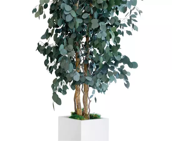 Тополь "Populus tree" 240 см