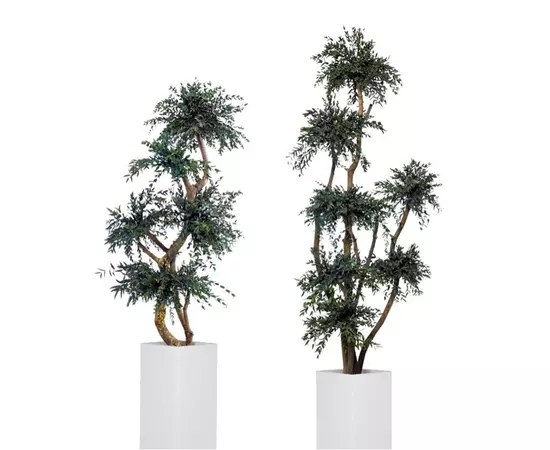 Топиарий Парвафолия "Parvifolia 5 spheres tree" 150 см