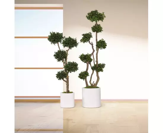 Топиарий Tenuifolium дерево 5 ступеней 150 см