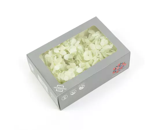 Гортензия стабилизированная "Mint Green" (Premium)