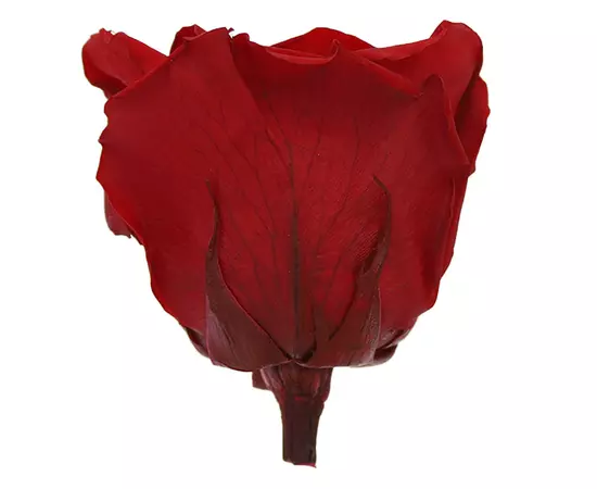 Бутоны розы "Red" (Queen)