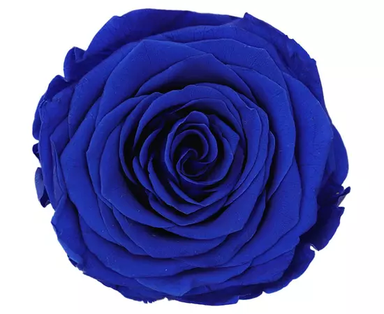 Бутоны розы "Dark Blue" (Queen)