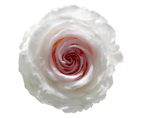 Бутоны розы "Bicolor" (Extra)