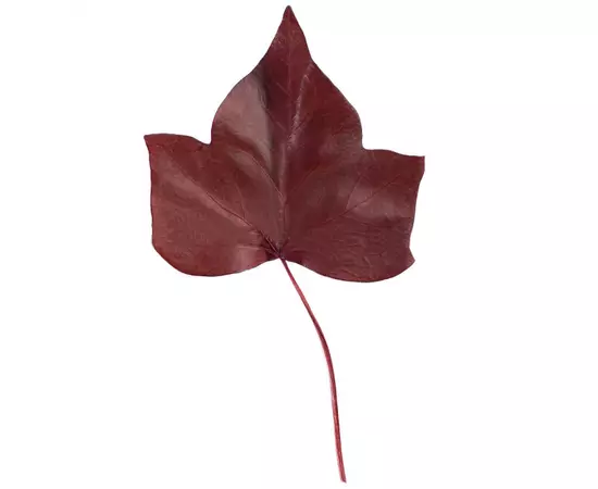 Лист Плюща "Ivy Hedera" (Red) 15-25 см.