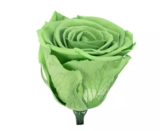 Бутоны розы "Pririe Green" (Monalisa)