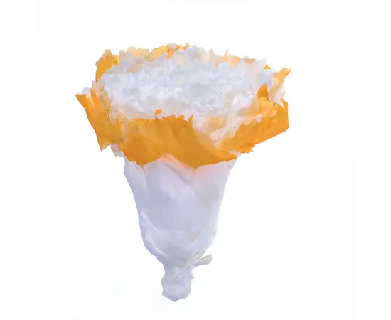 Бутоны гвоздики Bicolor "Blanc/Orange" (Carnation Maquillage x6)