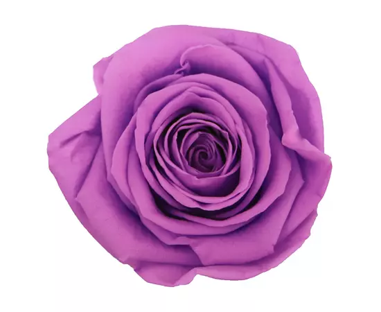Бутоны розы "Bright Lilac" (Queen)