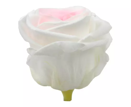Бутоны розы "Bicolor" (Standard)