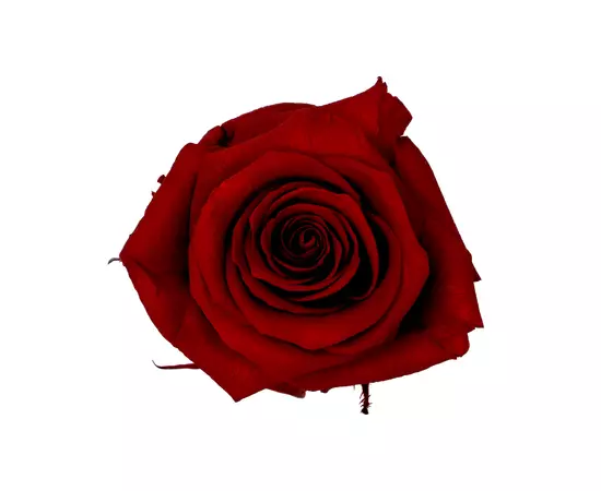 Бутоны розы "Dark Red" (Standard)