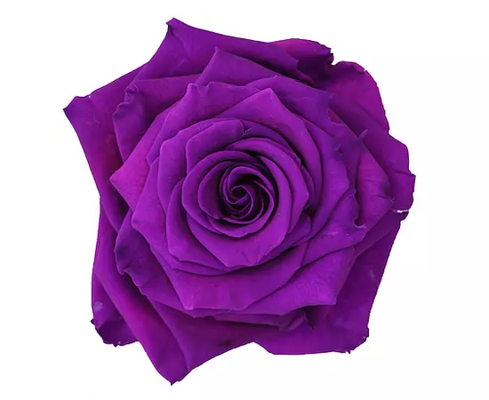 Бутоны розы "Purple" ( L+ )