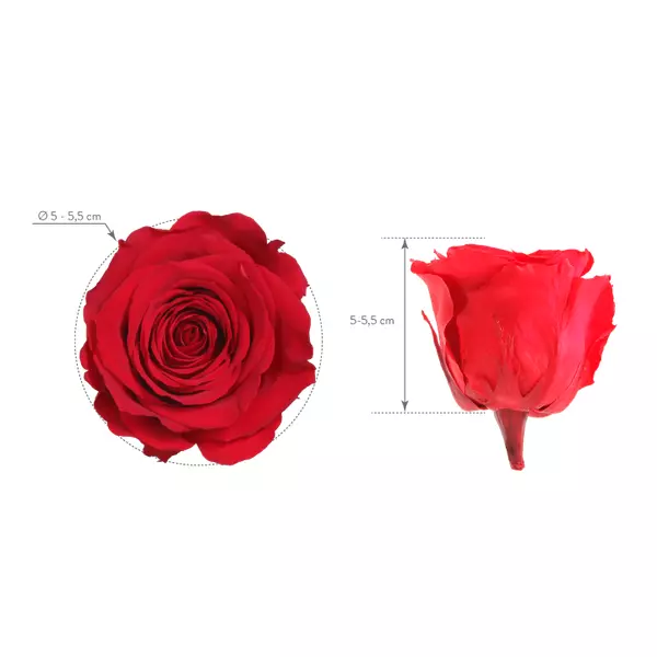 Бутоны розы "Red" (Standard)
