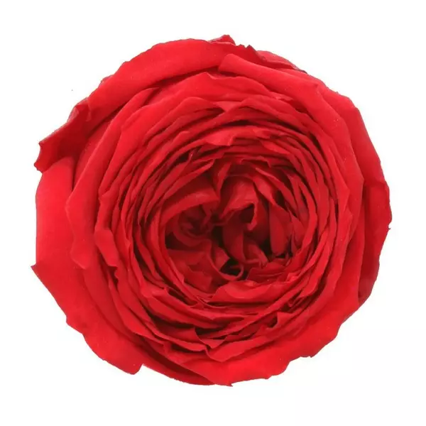 Бутоны розы садовой "Red" (Standard)