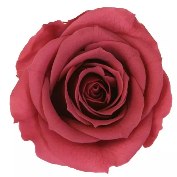 Бутоны розы "Cranberry" (Medium)