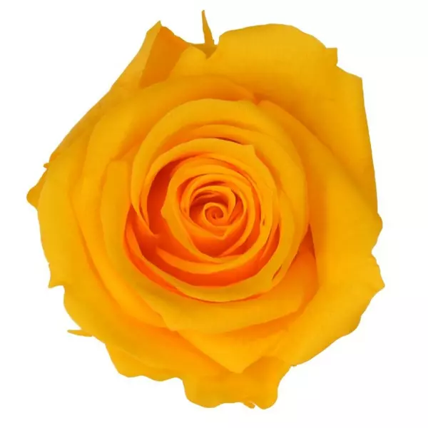 Бутоны розы "Warm Yellow" (Medium)