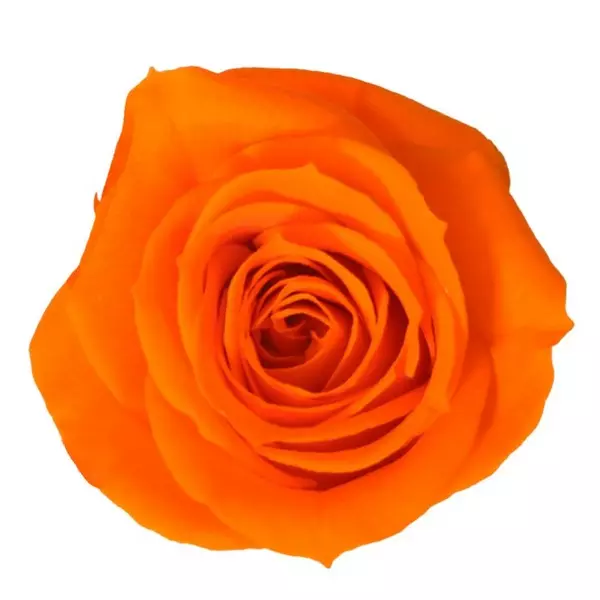 Бутоны розы "Orange" (Medium)