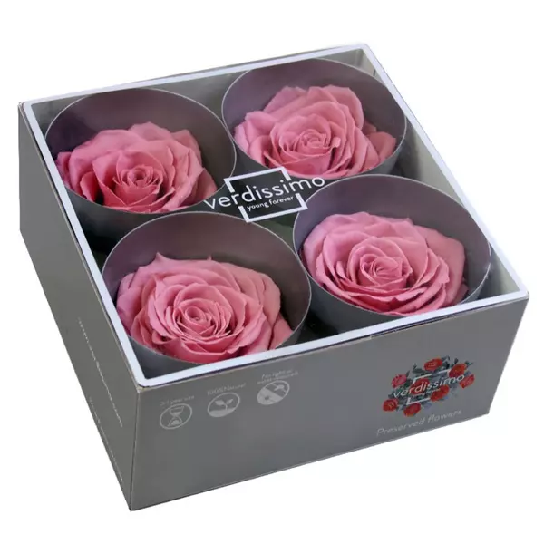 Бутоны розы "Cherry Blossom" (Premium)
