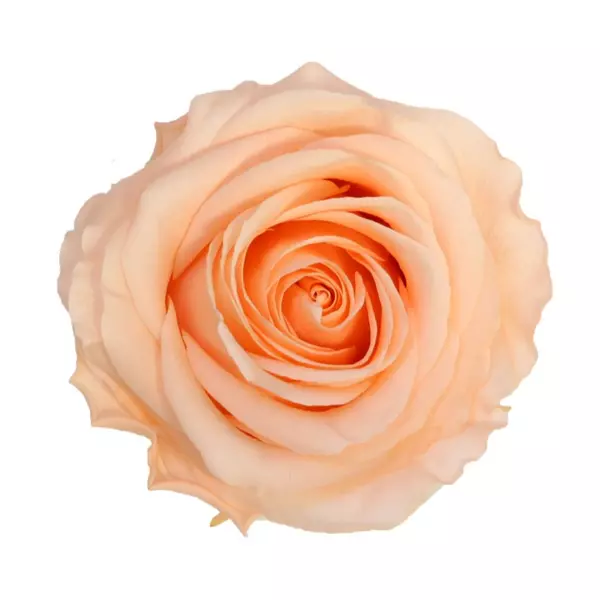 Бутоны розы "Peach" (Premium)