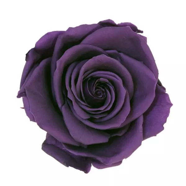 Бутоны розы "Purple" (Premium)