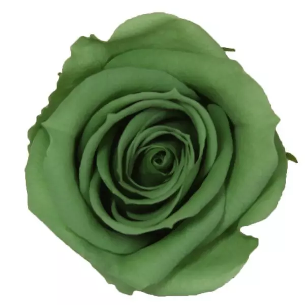 Бутоны розы "Green Tea" (Mini)
