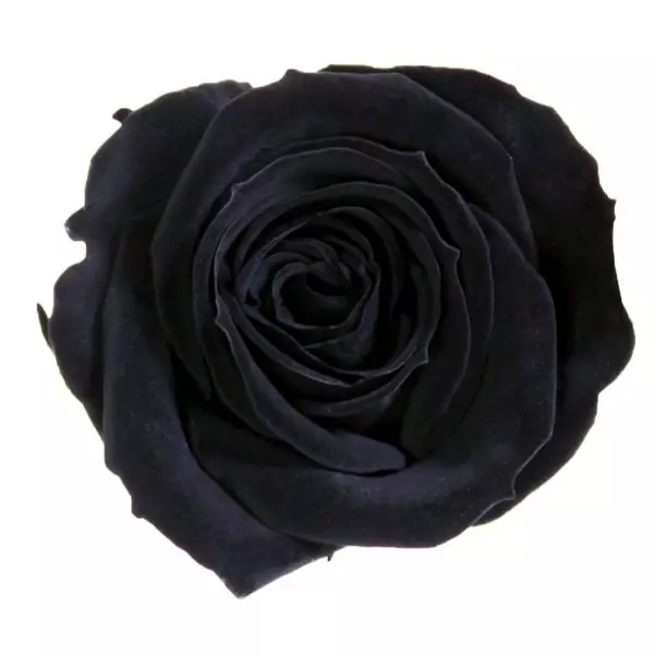 Бутоны розы "Black" (Mini)