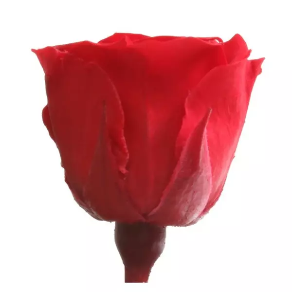 Бутоны розы "Red" (Princess)