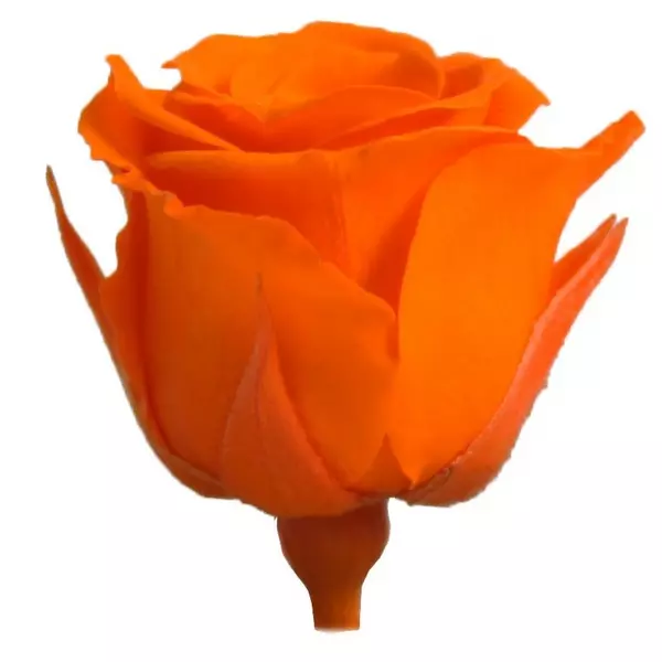 Бутоны розы "Orange" (Princess)
