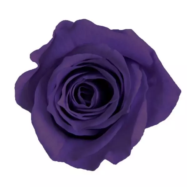 Бутоны розы "Purple" (Princess)