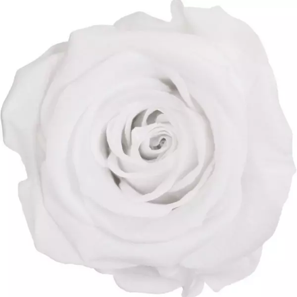 Бутоны розы "White" (Standard)