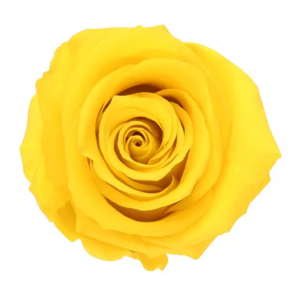 Бутоны розы "Bright Yellow" (Standard)