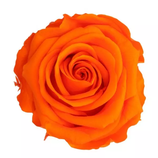 Бутоны розы "Orange" (Standard)