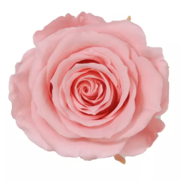Бутоны розы "Vintage Pink" (Extra)